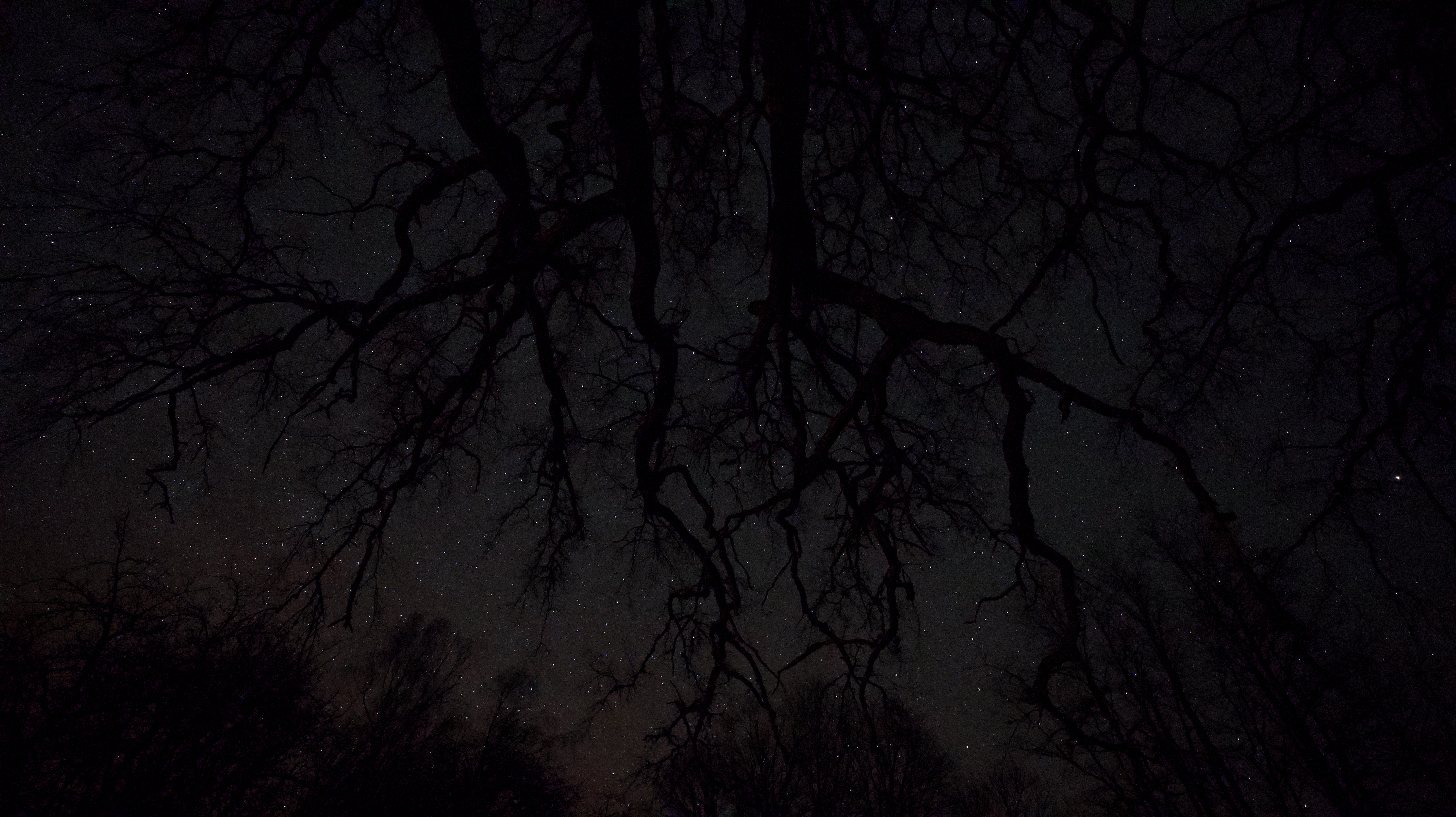 A starry sky seen through the branches of an old oak tree